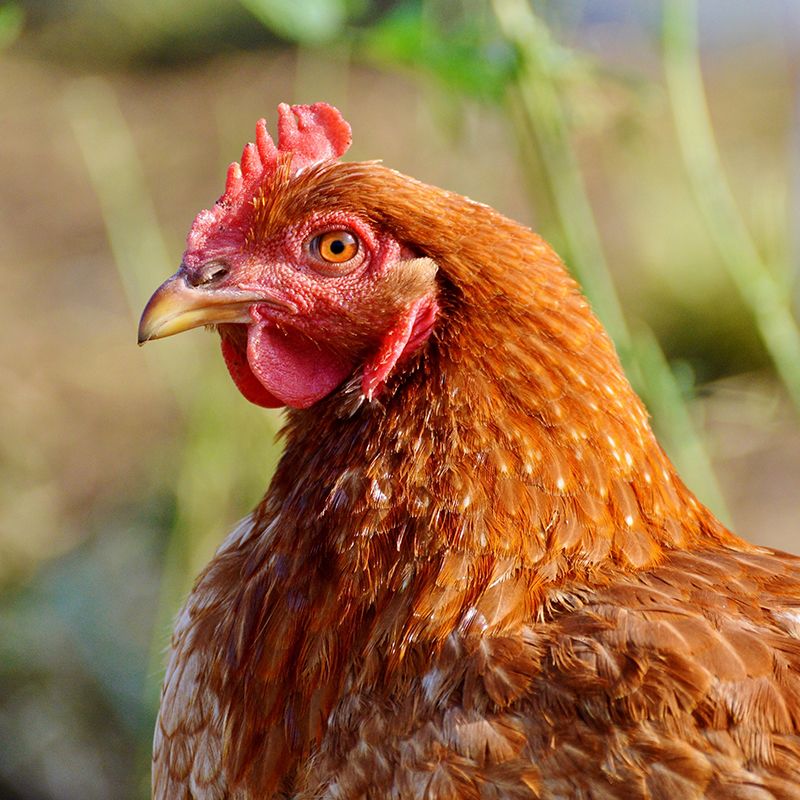 Vente de poules pondeuses BIO de réforme
