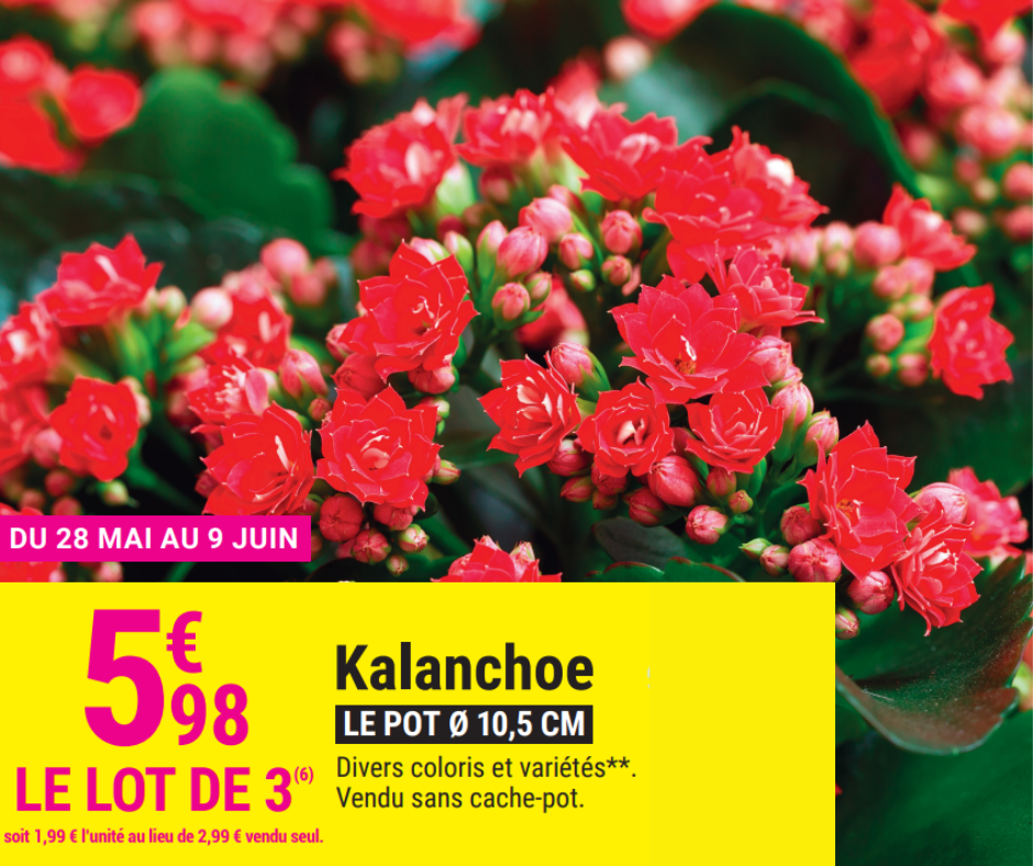 KALANCHOE 5.98€ les 3