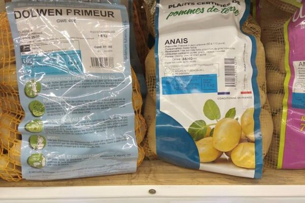 Les plants de pomme de terre sont déjà dans votre magasin