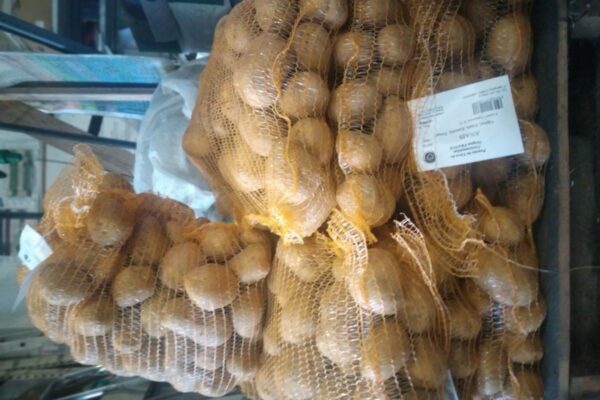 Pomme de terre de consommation