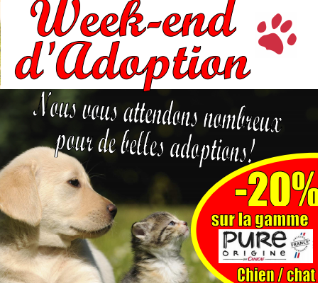 Adoption Chien