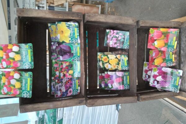 Planter les bulbes d&rsquo;automne