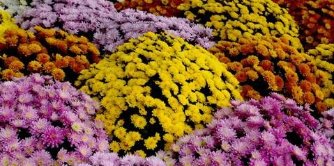 Chrysanthèmes de la Toussaint