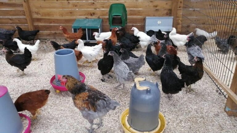 Gamm Vert Marans