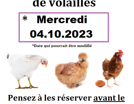 POULE PONDEUSE