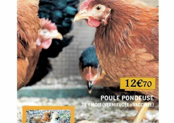 Foire à la volaille